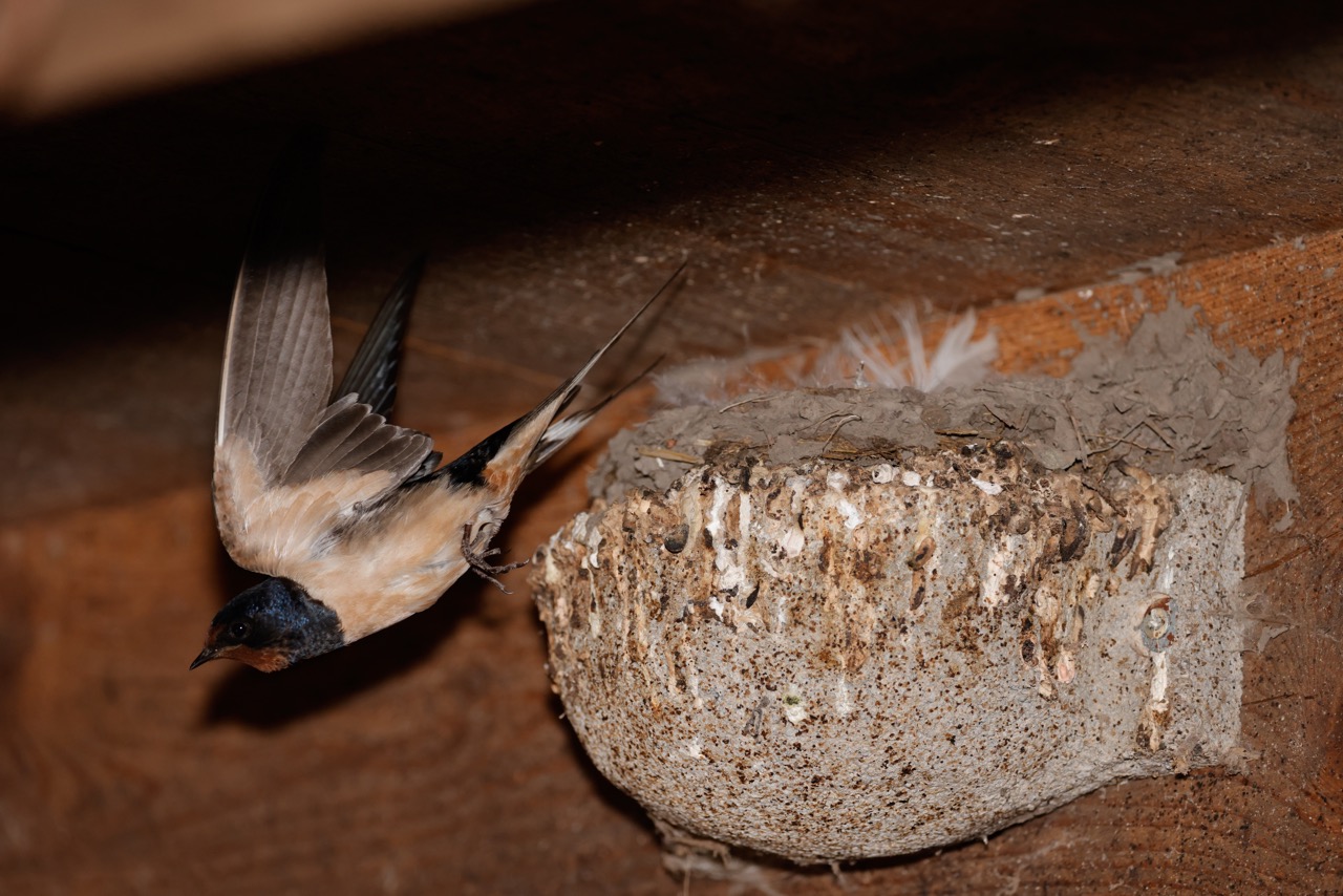 Eine Rauchschwalbe auf Futterjagd. Bild: Peter Röthlisberger/«die grüne»