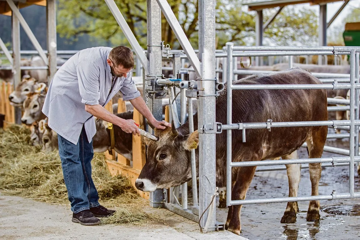 6686ce3cafa95b2a3fbab34505cb7363b7abd290 Hofschlachtung auf dem Hof Dusch: Die Betäubung erfolgt durch einen Bolzenschuss im Selbstfanggatter.(Bild: Tina Sturzenegger)