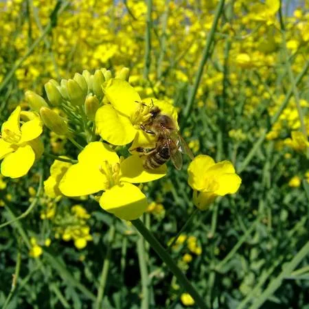 e5463cc4288701e56072f1a9ee7b80dd401f21e4 Bienen sind wichtige Bestäuber. Fehlen sie, muss aufwändig von Hand bestäubt werden. (Bild Bienen Schweiz)