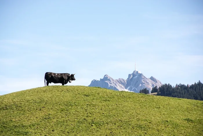 40cbe0f977fd677a0aba267ab29f38785d3b9d4f Der Wandel der Landwirtschaft beschäftigt die Politik. Die Vernehmlassung ist zunkunftsweisend für die AP 22+. (Bild Ivan Louis)