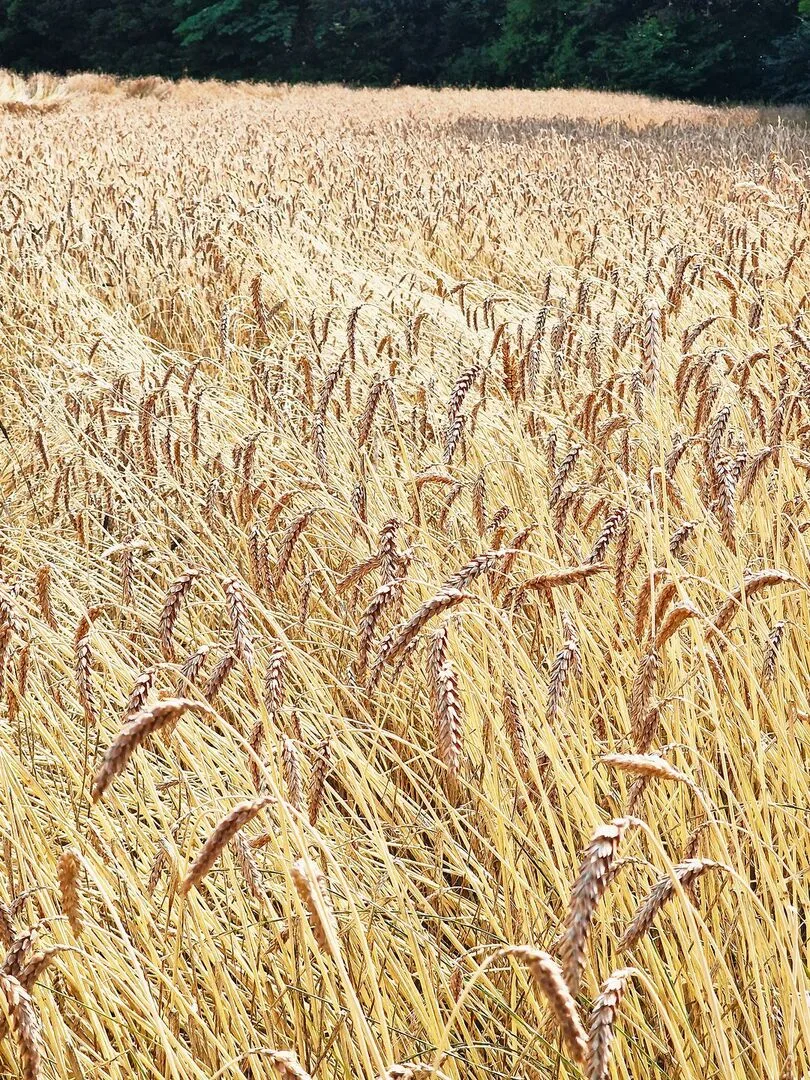 479ce9290a536ea86f80f15ddfb6e637b08f4dba3653805eb9a61ab5a08c5381 Rütti 40 kurz vor seiner Ernte im Juli 2023. Aus dem geschichtsträchtigen Weizen entsteht ein Spezialbrot.