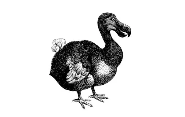 ec1769a116bd460a451a22af6609a46597590cbd Der Dodo ist schon lange ausgestorben. Viele weitere Vogelarten sind ihm gefolgt. (Bild Pixabay)