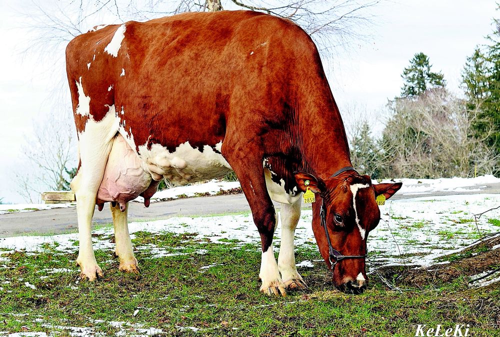Die 12-jährige Red HolsteinSam Zenia gehört Hansueli Christen aus Weiler im Emmental. (BIld: KeLeKi)