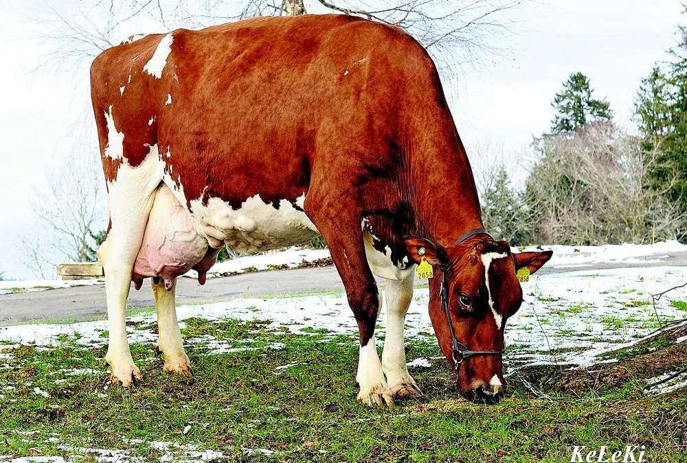 3e8af8cbff34f931104508cc1577e5902f97da06 Die 12-jährige Red HolsteinSam Zenia gehört Hansueli Christen aus Weiler im Emmental. (BIld: KeLeKi)