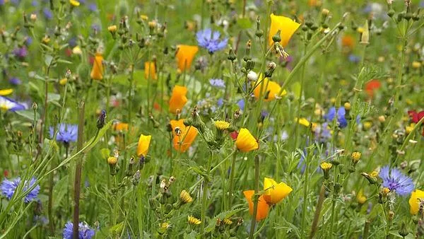 b737ac6df8e04d44146643c94bc50409ef1eab80 "Die Ursachen des Insektenrückgangs seien vielfältig und komplex", erklärt die Bundeslandwirtschaftsministerin. (Bild © agrar-press)