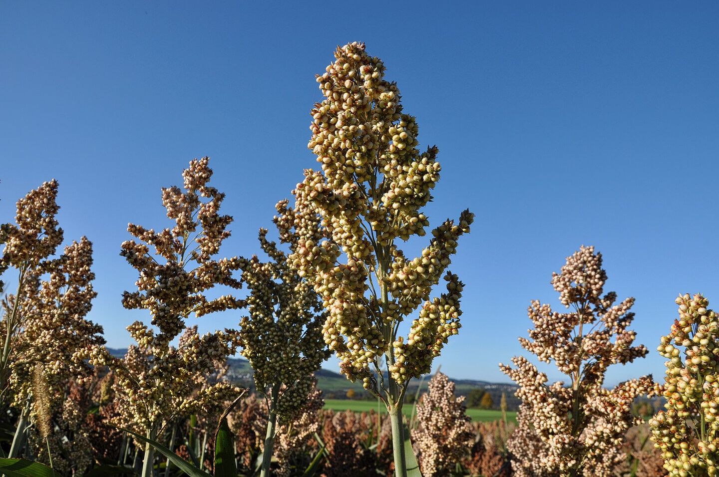Nischenkulturen wie Sorghumhirse sind nach wie vor ein Risiko – und der Absatz nicht gegen billigere Importe geschützt.