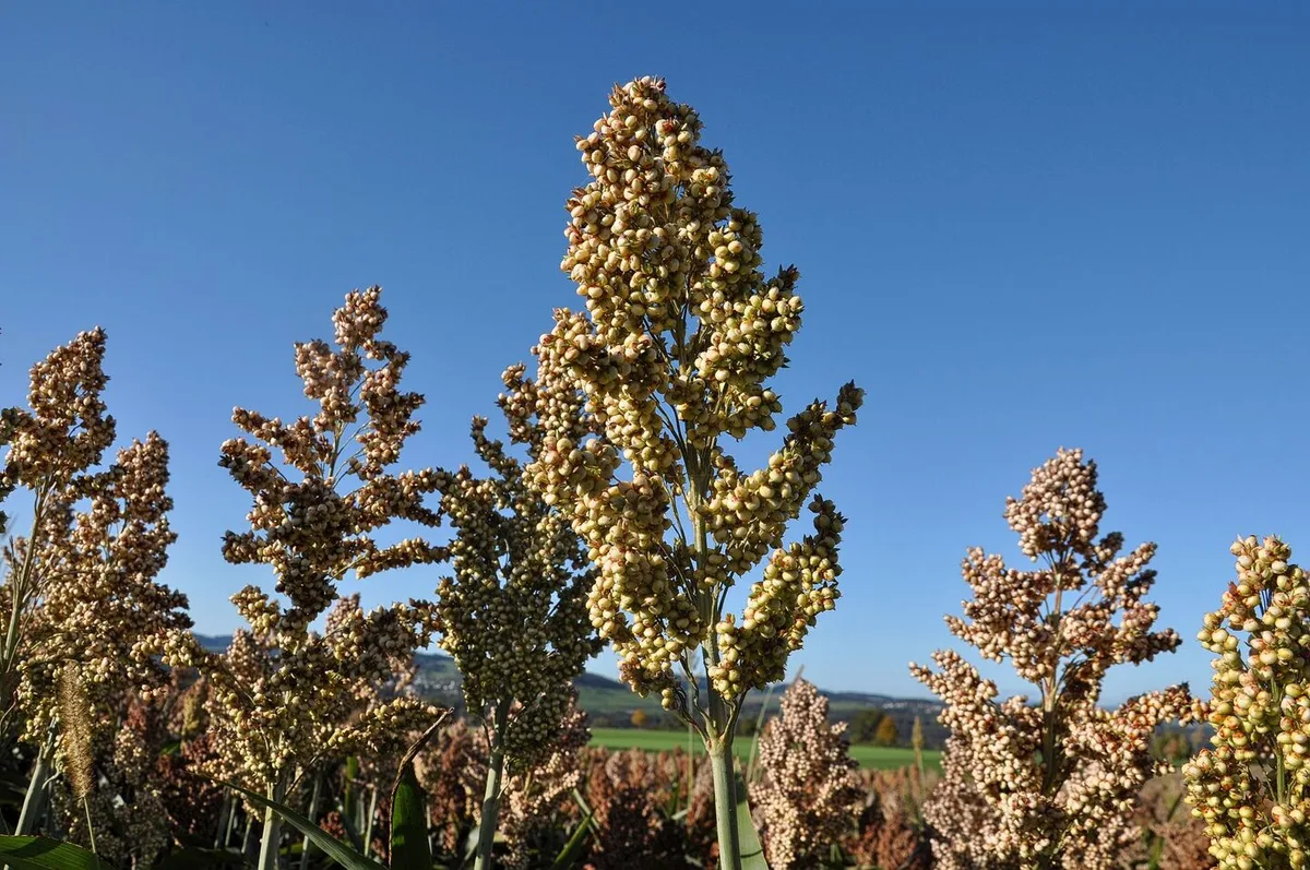 Nischenkulturen wie Sorghumhirse sind nach wie vor ein Risiko – und der Absatz nicht gegen billigere Importe geschützt.