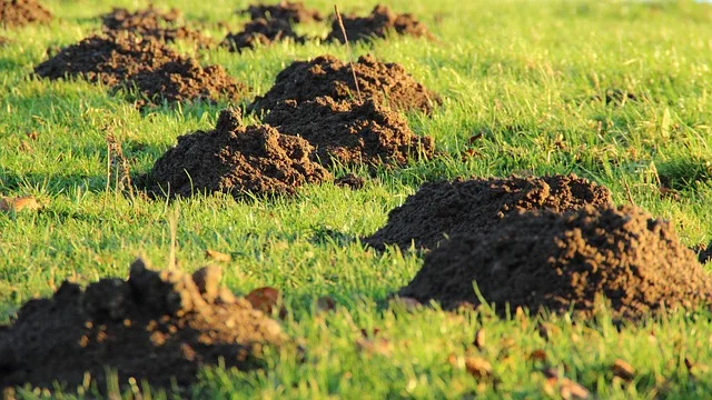 molehills-gaeee3f7b2_640 Der Maulwurf Pauli hat Generationen geprägt – was gibt es sonst noch über ihn zu erfahren?