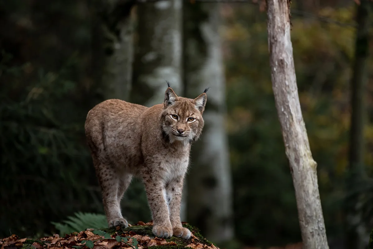 lynx-gc2b2f3265_1920 Im Berner Oberland reisst ein Luchs zwei Schafe