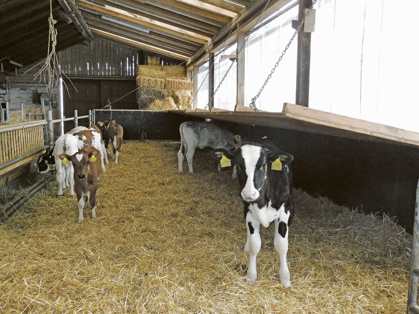Grosse Kälbergruppen mit grossen Altersunterschieden führen zu Stress und vermehrten Krankheitsinfektionen.