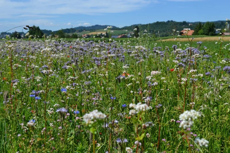 4a3f48fd7a8f258ea68dd2e21f43f1c22eaaad13 Dank natürlicher Feinde aus dem Blühstreifen soll der Schädlingsdruck im Feld gesenkt werden. (Bild BauZ)