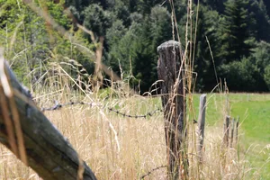 Stacheldrahtzäune stellen eine Gefahr für Wild- und Nutztiere dar. Bei einer geplanten Neuanlage oder Sanierung sollte auf alternative Zaunsysteme gesetzt werden.