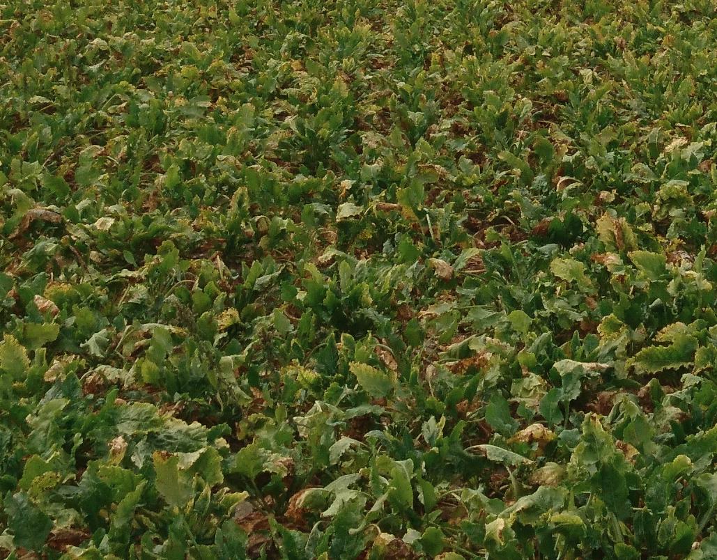 Gelbverfärbte Stellen weisen daraufhin, dass es sich hier um ein vom Syndrom Basses Richesses betroffenes Zuckerrübenfeld handelt. (Bild Floriane Bussereau, Agroscope)