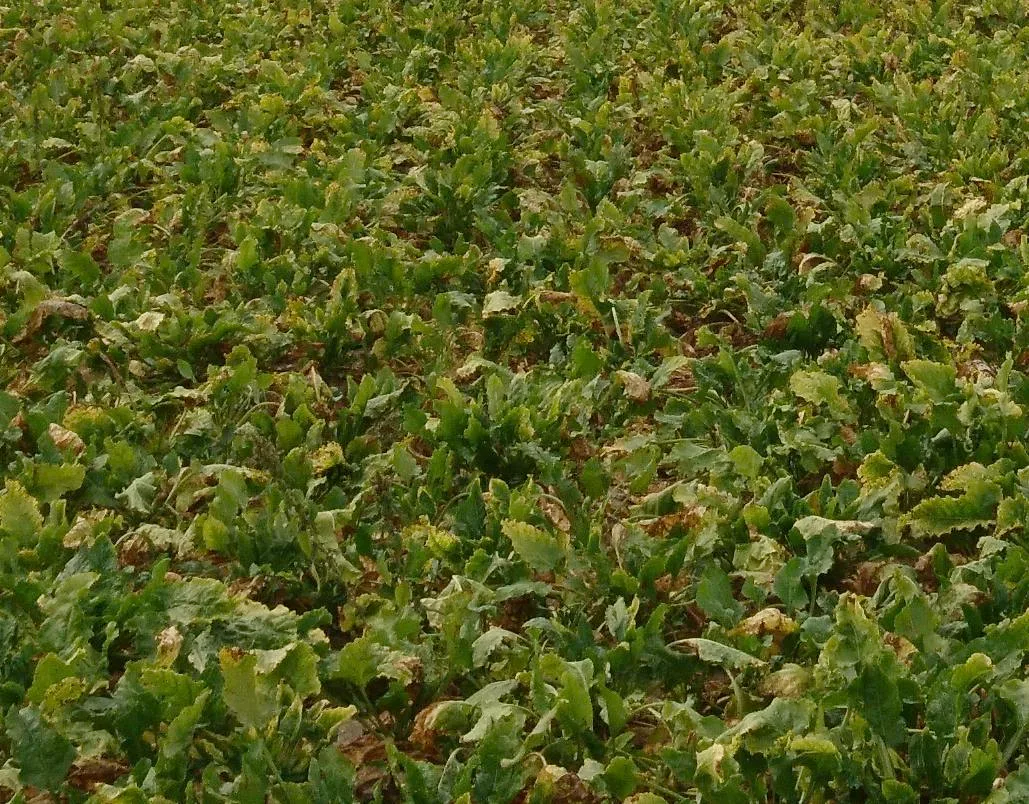 Gelbverfärbte Stellen weisen daraufhin, dass es sich hier um ein vom Syndrom Basses Richesses betroffenes Zuckerrübenfeld handelt. (Bild Floriane Bussereau, Agroscope)