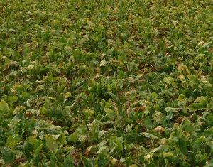 Gelbverfärbte Stellen weisen daraufhin, dass es sich hier um ein vom Syndrom Basses Richesses betroffenes Zuckerrübenfeld handelt. (Bild Floriane Bussereau, Agroscope)