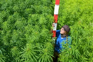 Faserhanf erreicht eine Höhe von etwa drei Metern. Durch den dichten Blätterstand unterdrückt er Unkräuter zuverlässig und hinterlässt einen beikrautfreien Acker für die Folgekultur.