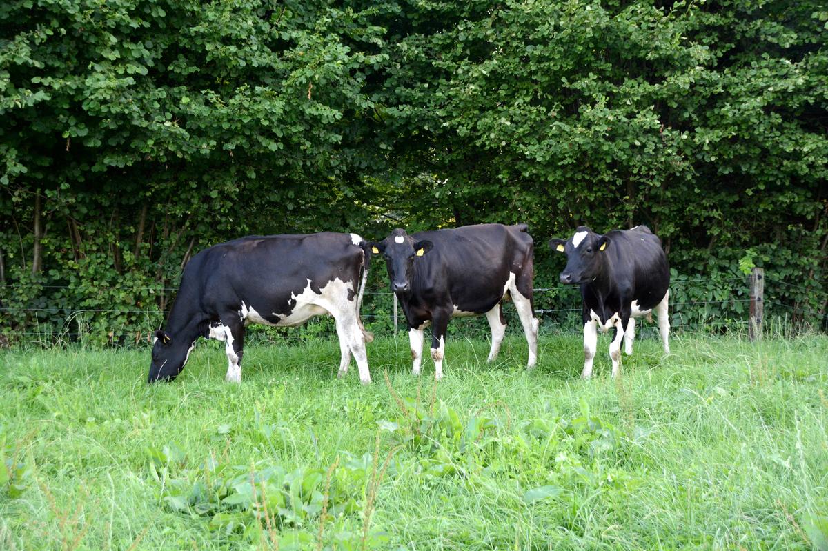 Gefährliche Zoonose sucht Deutschland und die Schweiz heim