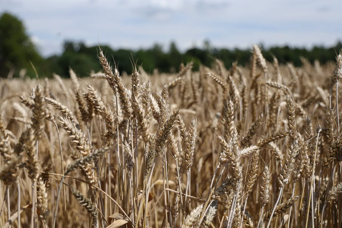 BZ-AKT8-36-Interview-sb Ernteschätzungen erklärt: So entstehen die offiziellen Zahlen von Agristat und Swissgranum