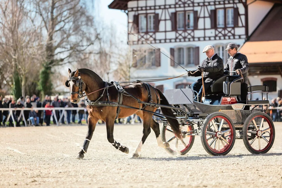 afa3c5b12e4e92d086d6b4bdb251993c99074f5fa08b96d52f5648f10553dac1 Diesen Samstag zeigt sich, welche Hengstanwärter und somit Vaterlinien den Sprung in die Reihen der Zuchthengste schaffen.