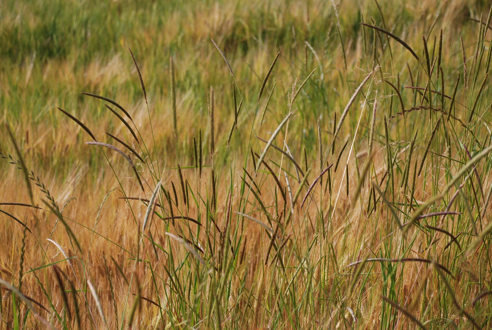 Herbizidresistenzen sind auf dem Vormarsch