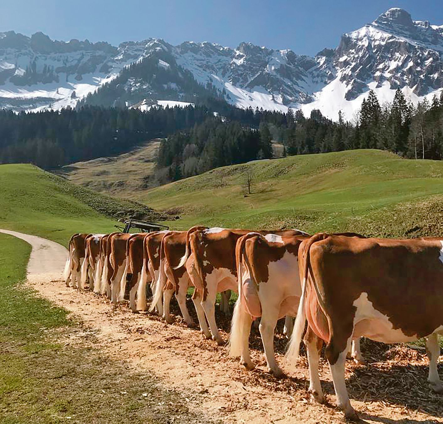Einen Prachtstag für die Hofpunktierung hatte Fritz Bürki aus dem Bumbach erwischt. (Bild Fritz Bürki)