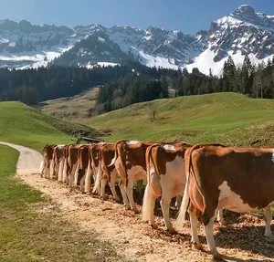 Einen Prachtstag für die Hofpunktierung hatte Fritz Bürki aus dem Bumbach erwischt. (Bild Fritz Bürki)