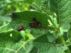 Kartoffelkäfer mögen warmes und trockenes Wetter. (Bild David Perler)