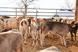 Der Tierkomfort in der Kälbermast hat sich in den vergangenen Jahrzehnten bedeutend verbessert. Das wirkte sich positiv auf die Gesundheit der Kälber aus.