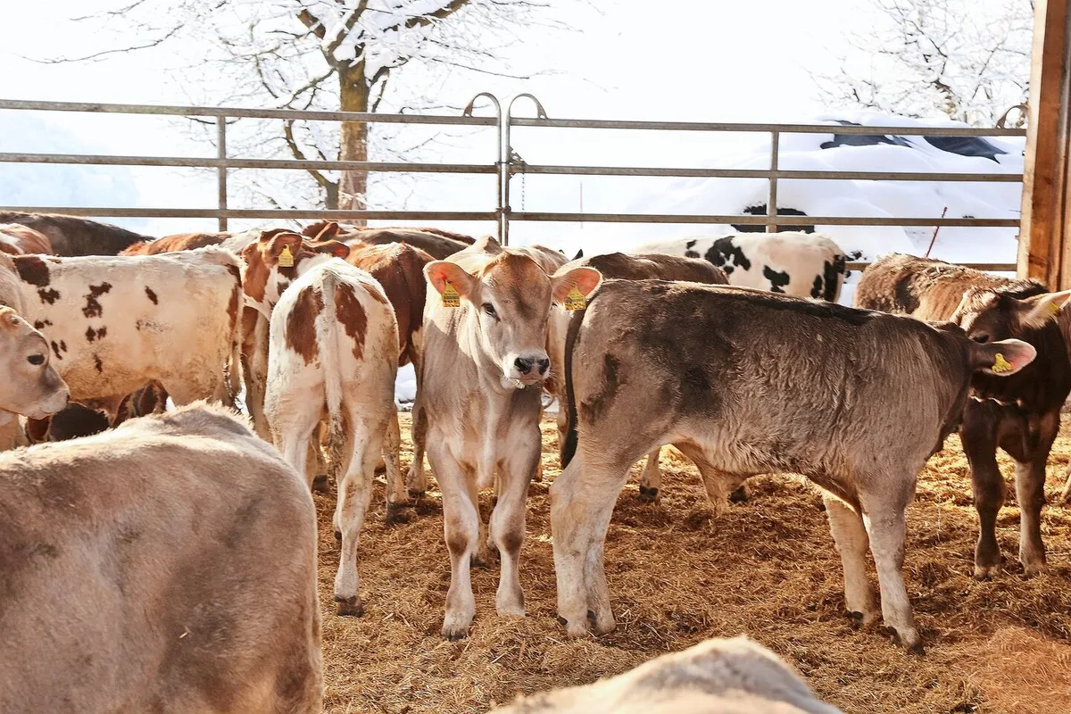 Der Tierkomfort in der Kälbermast hat sich in den vergangenen Jahrzehnten bedeutend verbessert. Das wirkte sich positiv auf die Gesundheit der Kälber aus.