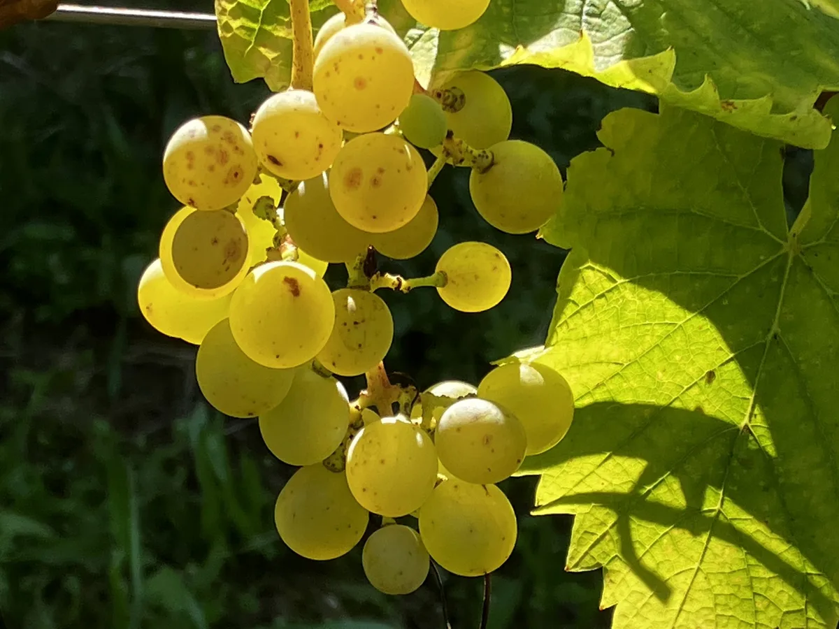 OS_36_B_Weinlese_Trauben Die Traubenreife ist dank dem warmen Wetter auf gutem Weg