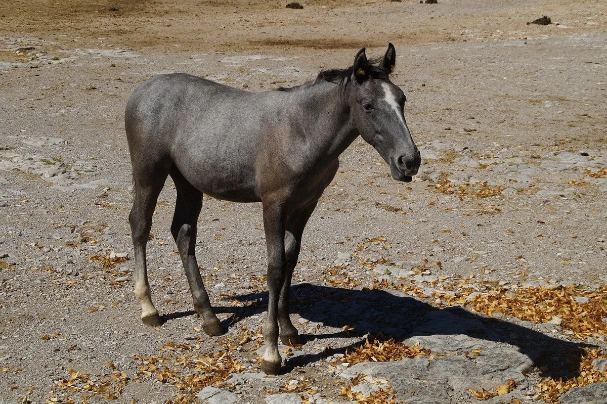 Wölfe töten vier Lipizzaner-Fohlen in Italien