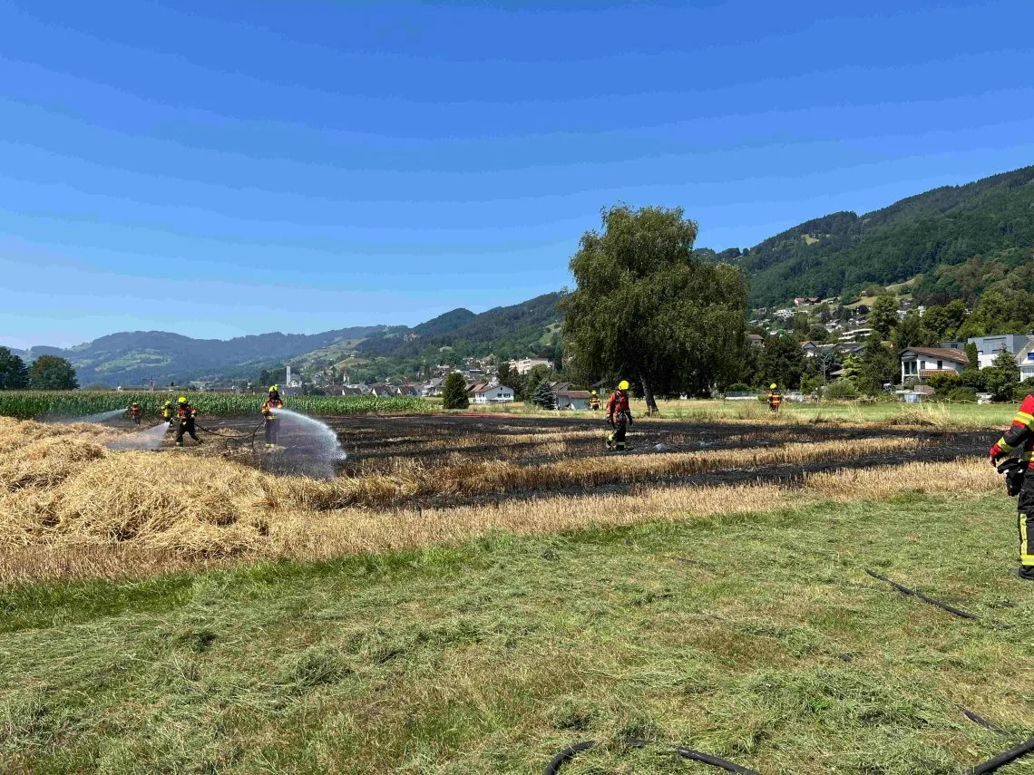 Balgach_T Stroh- und Maisfeld abgebrannt – fahrlässiger Brandverursacher gesucht