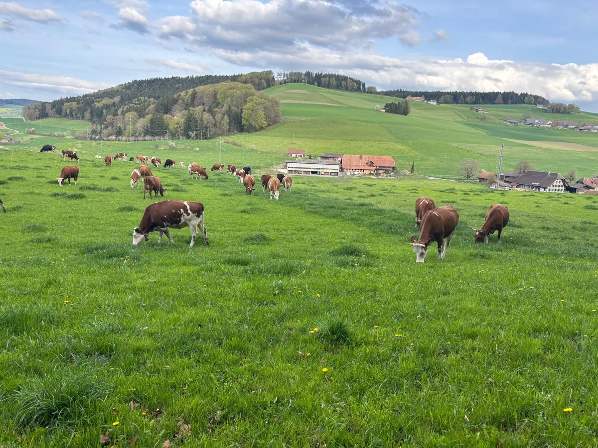 Das Weidemanagement auf dem Betrieb Joss funktioniert gut. Das Weidemanagement auf dem Betrieb Joss funktioniert gut.