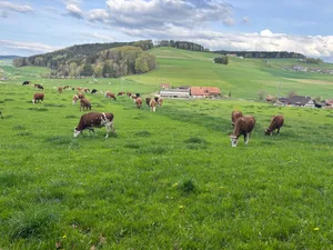 Das Weidemanagement auf dem Betrieb Joss funktioniert gut.