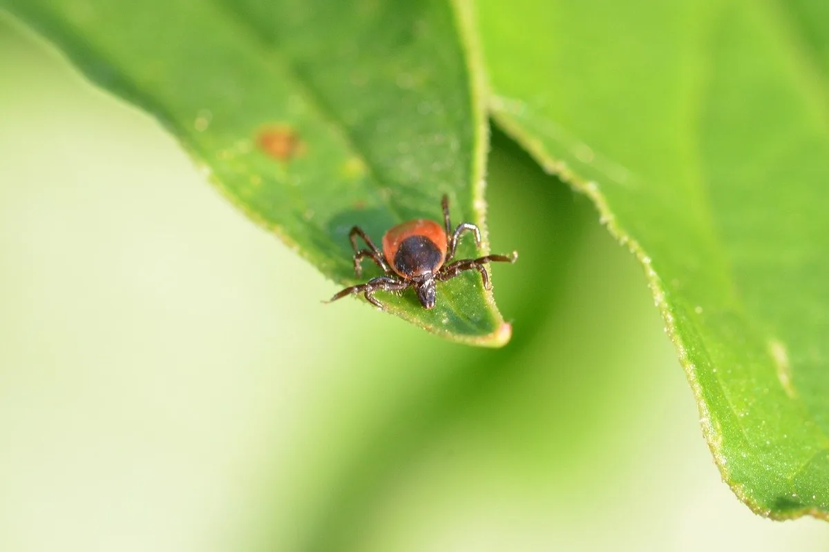 Wenn die Temperaturen wärmer werden, erscheinen auch die ungeliebten Zecken auf der Bildfläche. Hoftiere werden oft Opfer der Parasiten.  (Bild Meli1670 /Pixabay)