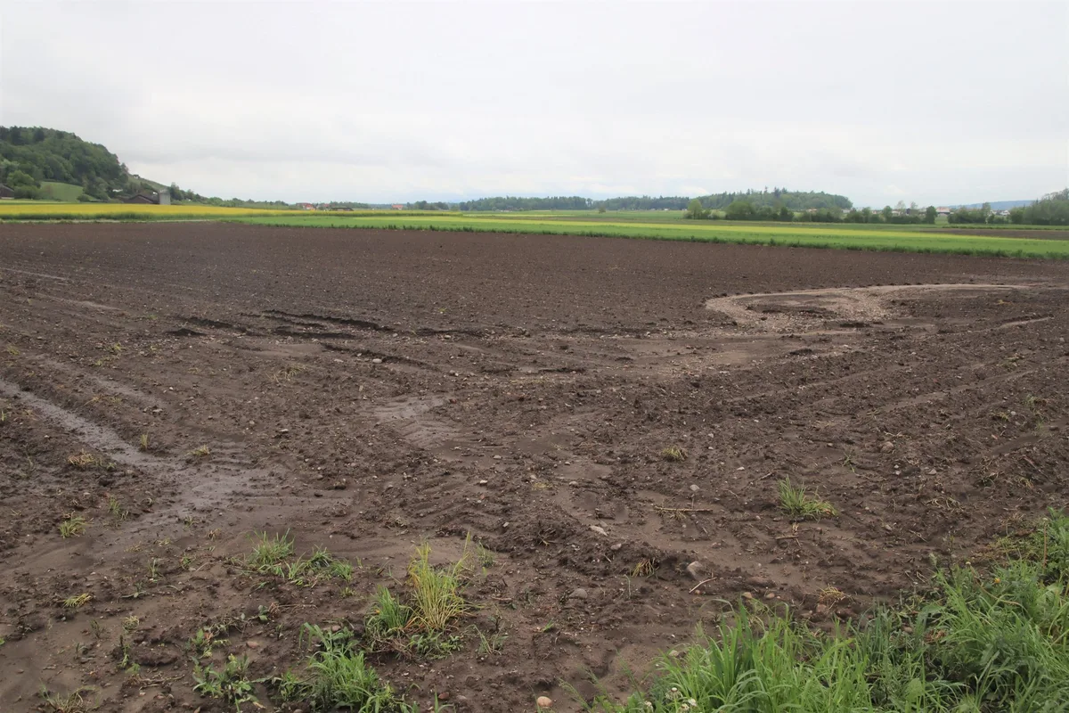 Schwemmscha__den_07.05.23_Benken Grosse Schäden an frisch gepflanzten Kulturen