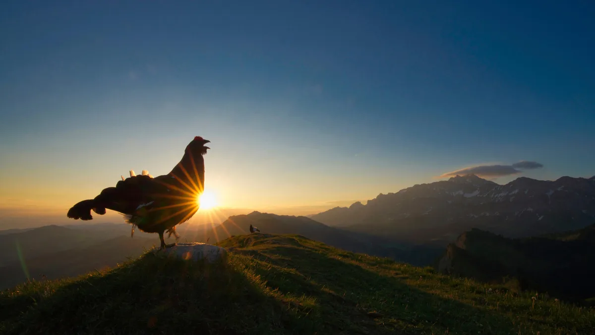 af0da92e17da73bdd04c904dc234e9fac40e2e93 Das stimmungsvolle Bild eines im Morgenlicht balzenden Birkhahns ist der Gesamtsieger des Fotowettbewerbs 2020 der Schweizerischen Vogelwarte. Das Foto wurde mit Hilfe eines Fernauslösers und einem Weitwinkelobjektiv aufgenommen. (Bild Levi Fritze)