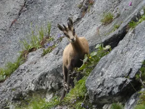 Gämsen können an Gämsblinheit erkranken, wie Schafe und Ziegen. Es gibt keine Impfung, wie bei Pink Eye, das Rinder befällt. Bei Verdacht auf Gämsblindheit in der Herde oder auf erkrankte Wildtiere sollte der kantonale Jagddienst informiert werden.