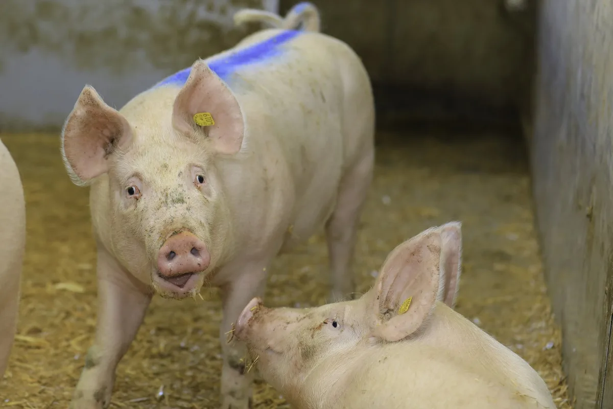 _24A1689 Schweinemarkt: Abzüge auf geschlachtete Schweine werden halbiert