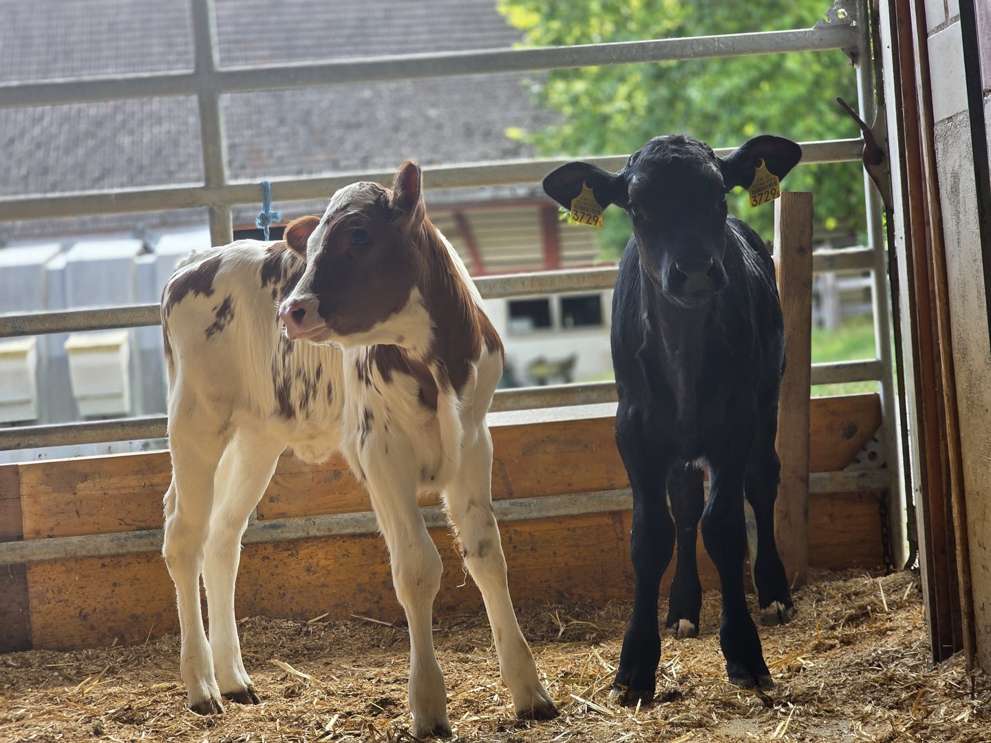 RAUS-Programm: Wenn Tierwohl und Tierwohlbeitrag einander widersprechen