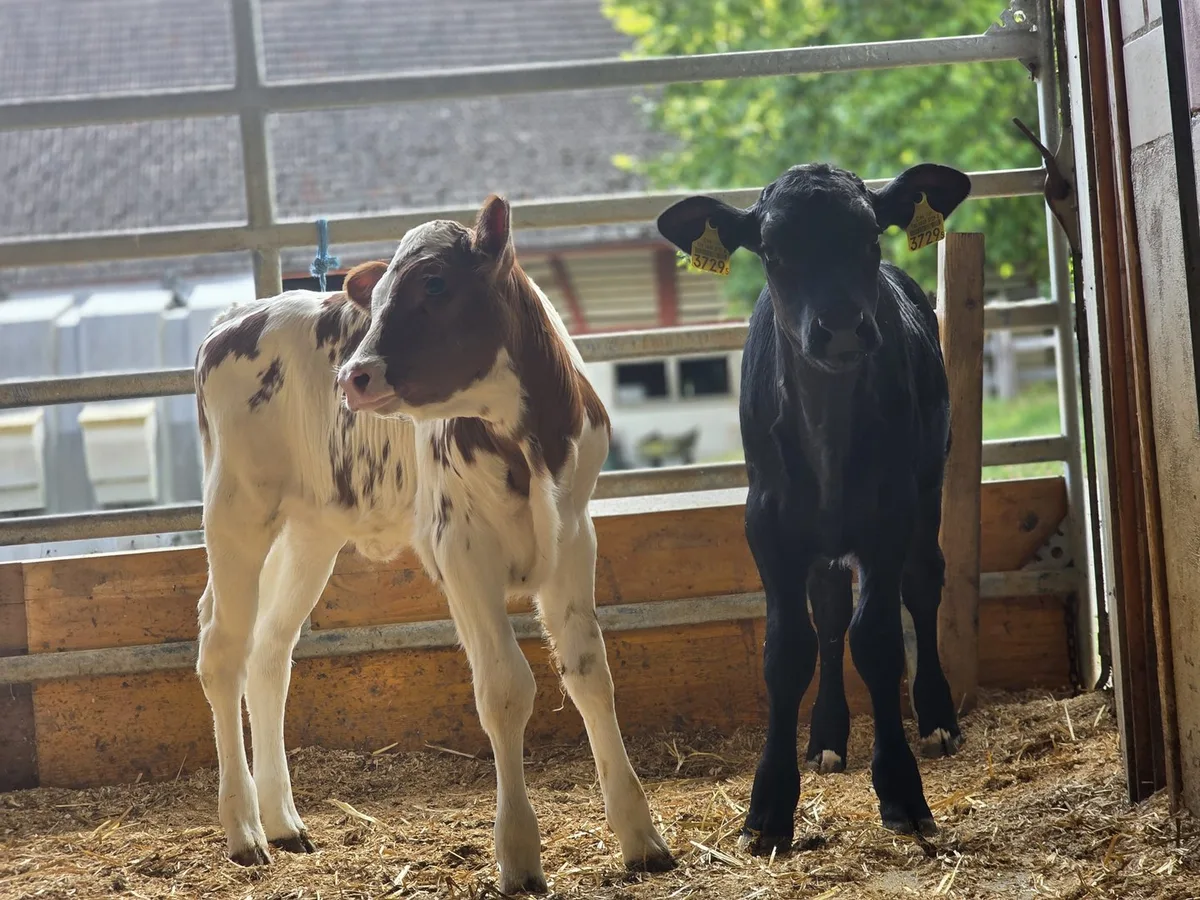 20250722_181356 RAUS-Programm: Wenn Tierwohl und Tierwohlbeitrag einander widersprechen