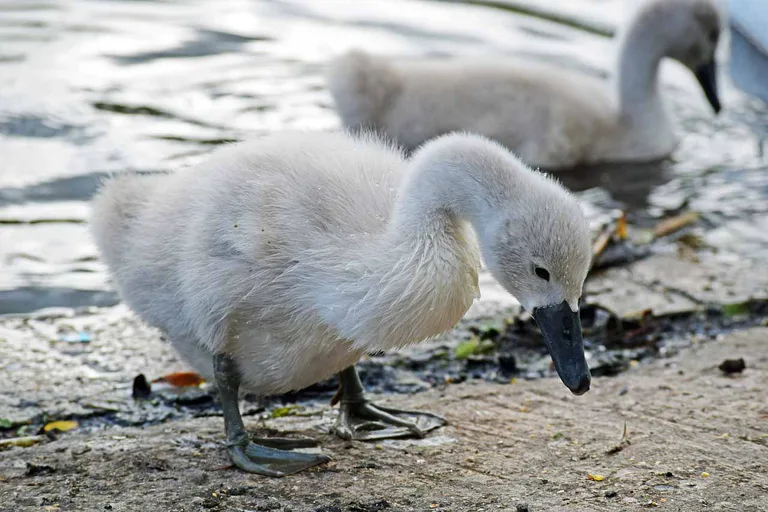 Bei zwei jungen Höckerschwänen wurde das Vogelgrippe-Virus entedeckt. (Symbolbild/pd)