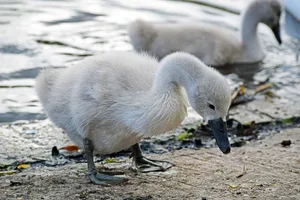 Bei zwei jungen Höckerschwänen wurde das Vogelgrippe-Virus entedeckt. (Symbolbild/pd)