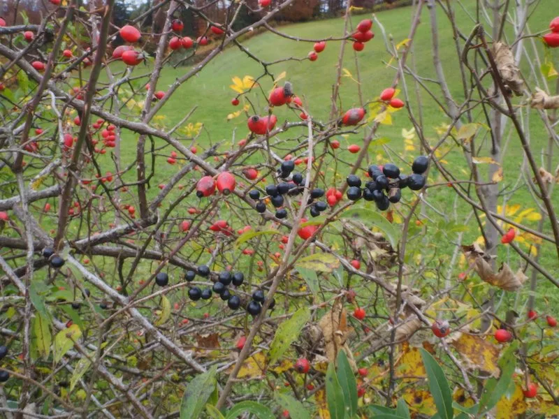 8ee7981556cfe75cf7f8572b2d58425bfbaf3c60 Beim Wildfrüchte ernten sind Pflanzenkenntnisse notwendig: Essbare Hagebutten (rot) und giftiger Liguster (schwarz). (Bild Ruth Bossardt)