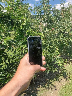 Die Prognosix-App macht die Ernteschätzung übers Smartphone. Aktuell läuft beim Schweizer Obstverband ein Feldversuch.