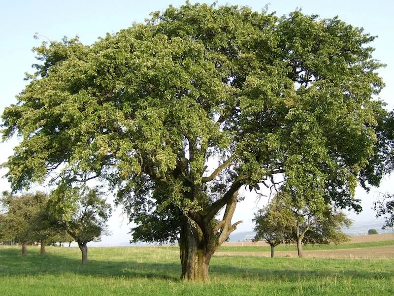 1d1a9b2cbce7b8ba85baadcfd48f0531033d9800 Sept-en-gueule: In der Schweiz wächst sie an einem riesigen Baum, mit einem Stammumfang von 4,7 Metern, in Orges VD. (Bilder Klaus Gersbach)