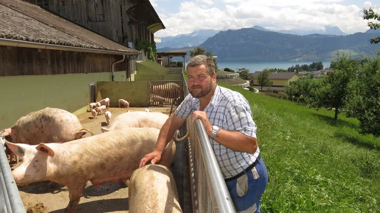 796d2614a6663d45e26e1e944e5b69047bd5806a Der Betrieb von Hofer habe den Tierbestand im Jahr 2015 erhöht, heisst es bei der Gemeinde Meggen. (Bild js)