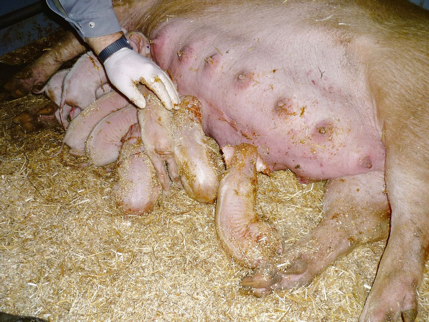 Menschliches Eingreifen gleich nach der Geburt kann sinnvoll sein, um Ferkelverluste zu vermeiden.