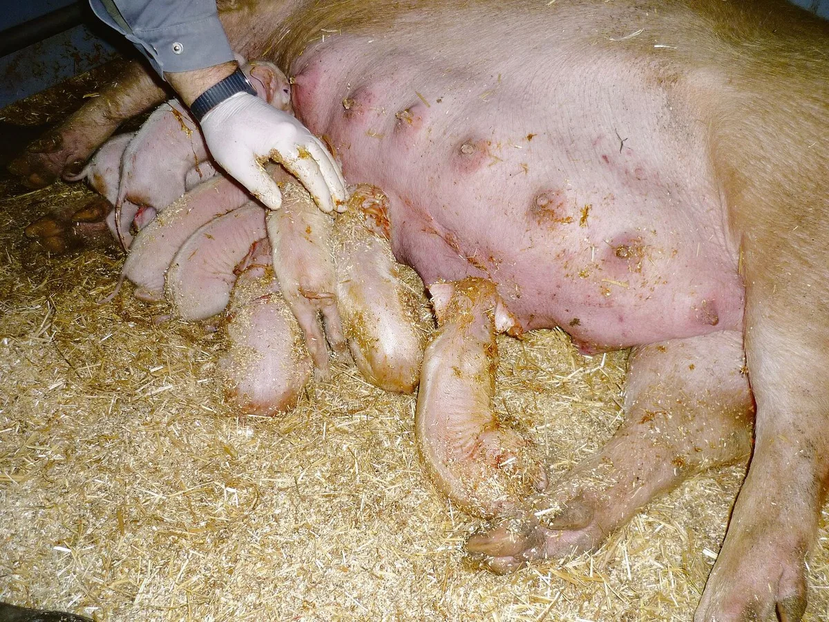 Menschliches Eingreifen gleich nach der Geburt kann sinnvoll sein, um Ferkelverluste zu vermeiden.