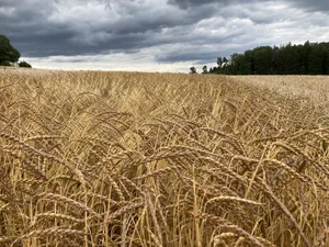 Urdinkel ist ein Marketing-Wunder, das sich so grosser Beliebtheit erfreute, dass es davon sogar zu wenig hatte. Wegen der Konkurrenz durch billige Importe müssen jedoch die Preise gesenkt werden.